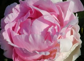 pink giant2